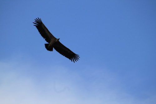 Vautour Dis Moi Qui Tu Es Nature Kiwi Gorges Du Verdon