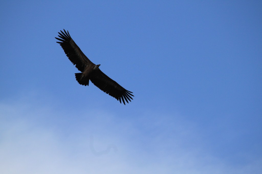 Nature Kiwi Naturekiwi Verdon balade découverte sortie enfant adulte animation nature éducation à l'environnement chamois vautours famille crépuscule faune flore patrimoine local