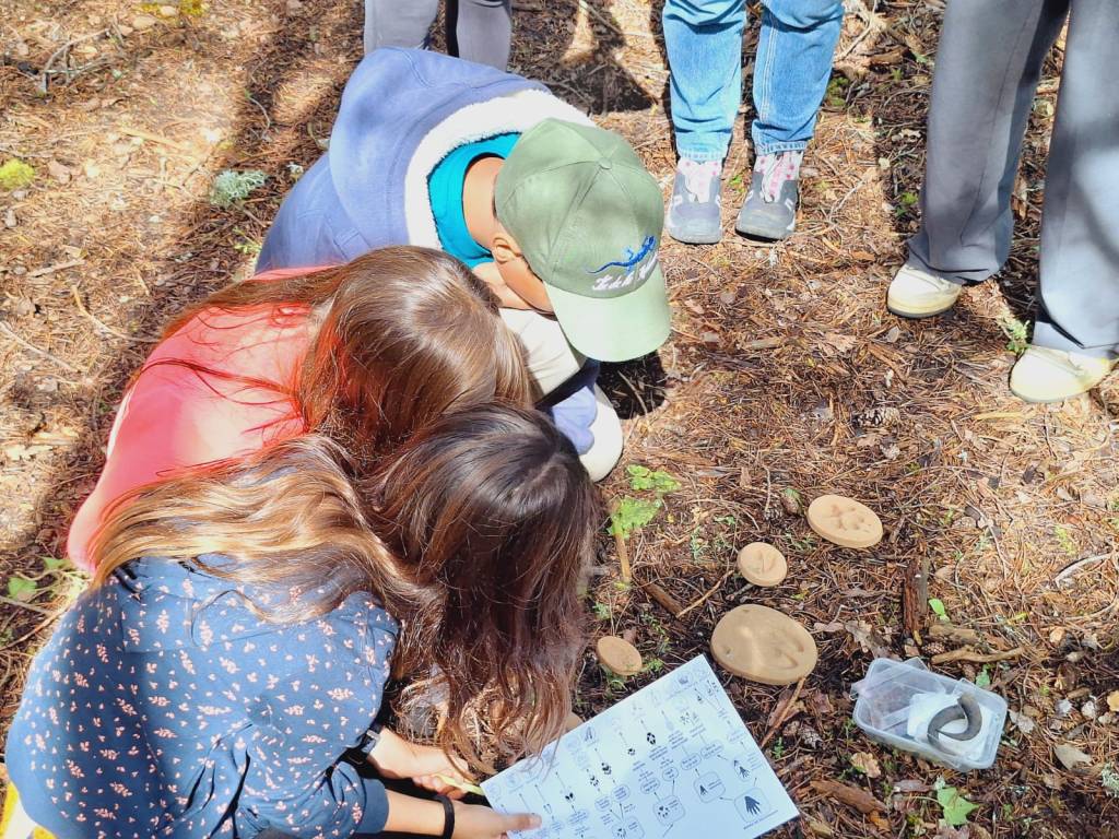 Nature Kiwi Naturekiwi Verdon balade découverte sortie enfant adulte animation nature éducation à l'environnement chamois vautours famille crépuscule faune flore patrimoine local